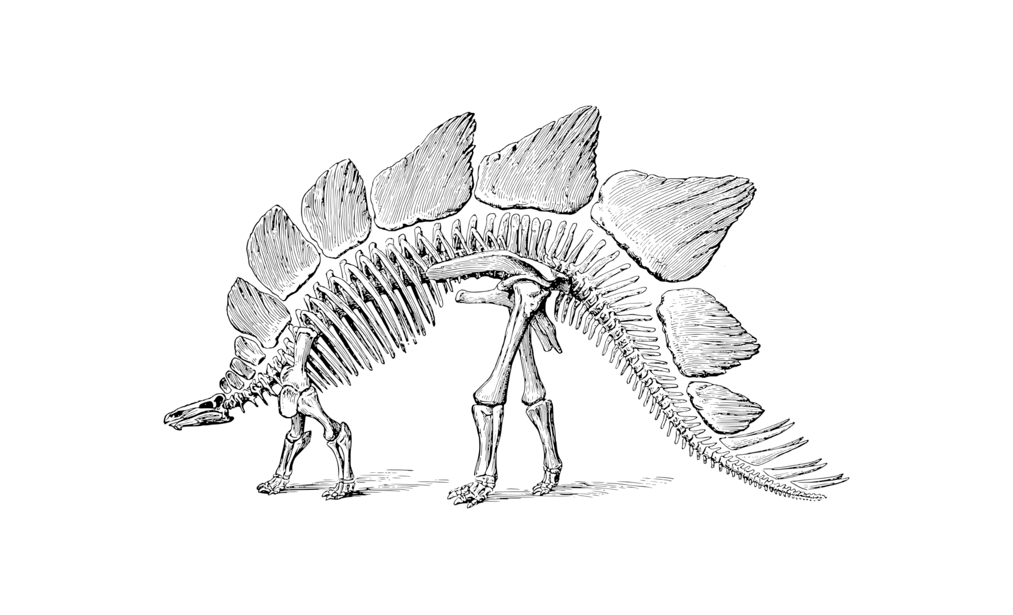 Хребет динозавра